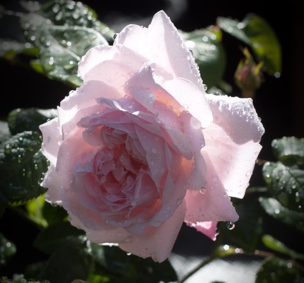 Sharifa Asma photo SharifaAsma2_zps789a0333.jpg